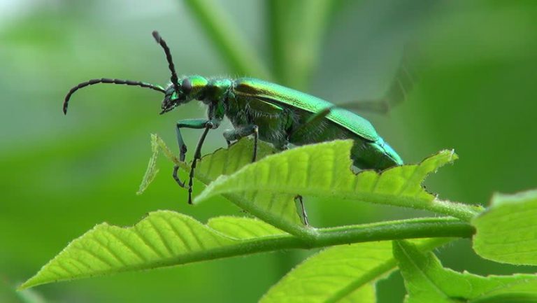 spanish-fly-drops-aphrodisiac-or-poison-step-to-health